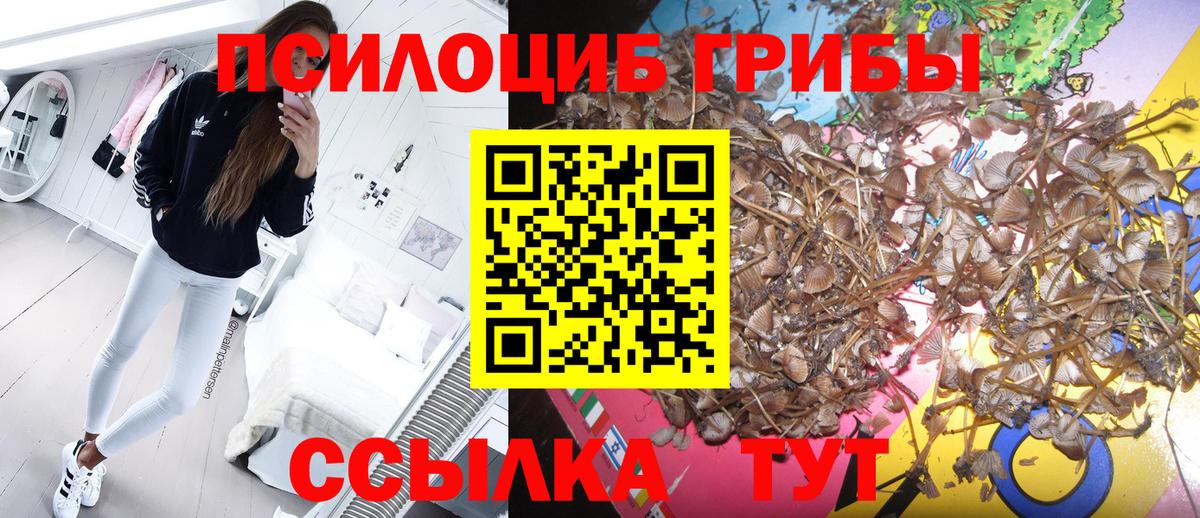 Псилоцибиновые грибы Psilocybine cubensis Кострома